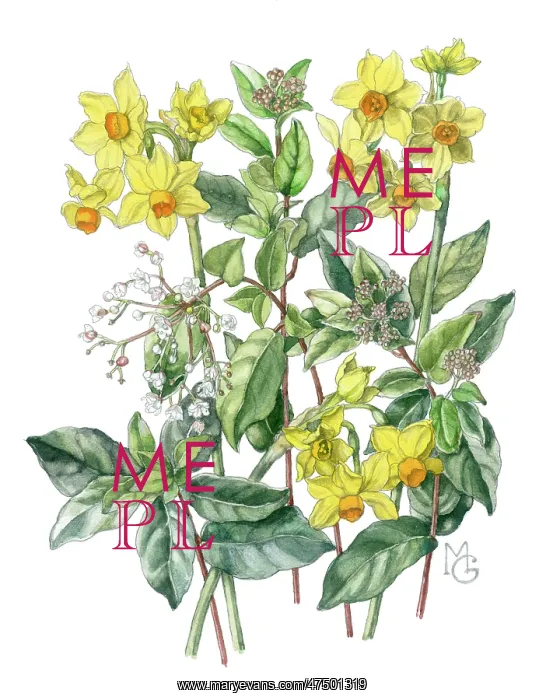  : Narcissi and Lauristinus