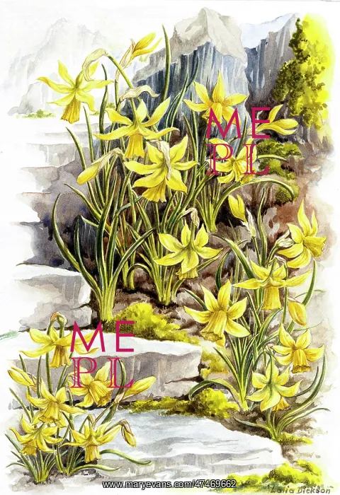 : Narcissi Minicycla growing by stone steps : Narcissi Minicycla growing by stone steps