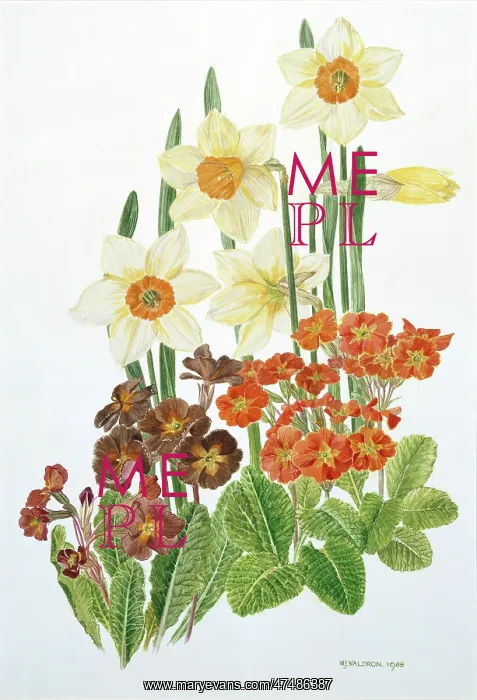 : Narcissi and Polyanthus : Narcissi and Polyanthus