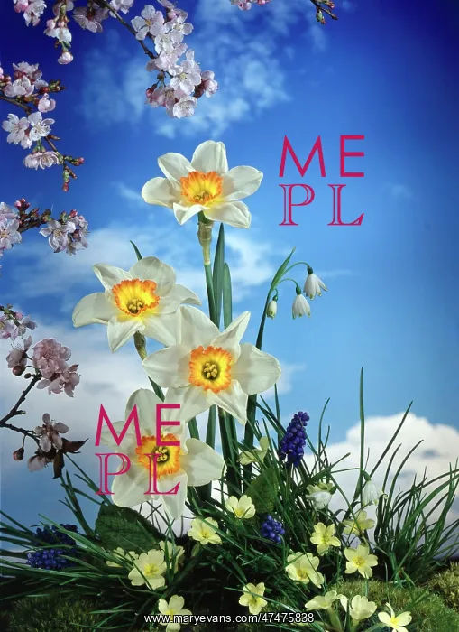 : Narcissi, primroses, grape hyacinths, etc : Narcissi, primroses, grape hyacinths, etc