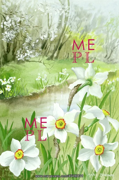  : Narcissi by a stream