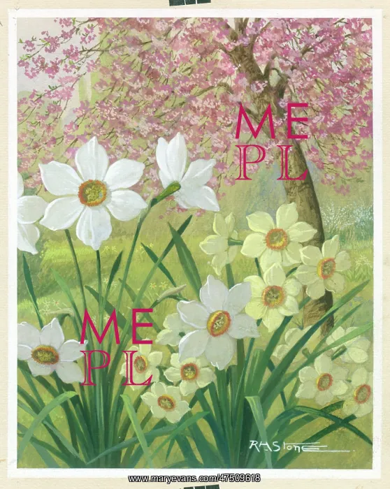 : Narcissi and tree with pink blossom : Narcissi and tree with pink blossom