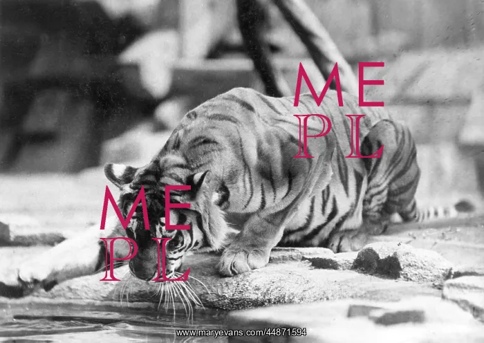 : NARCISSISTIC TIGER : NARCISSISTIC TIGER