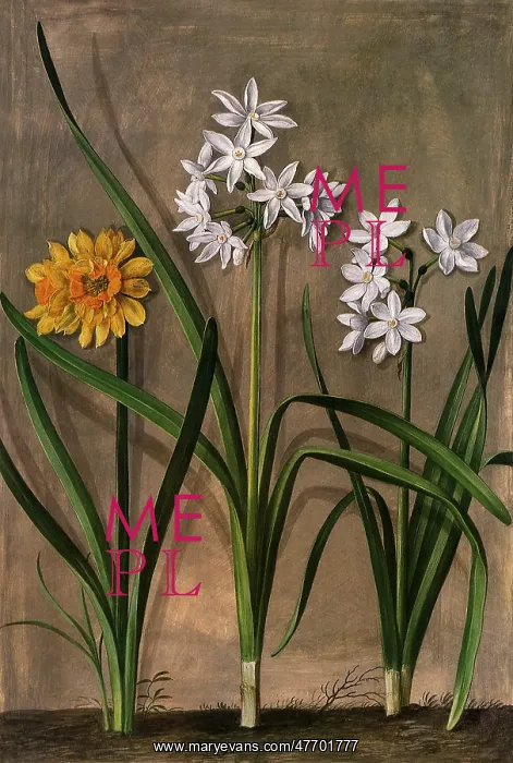  : Narcissus Botanical
