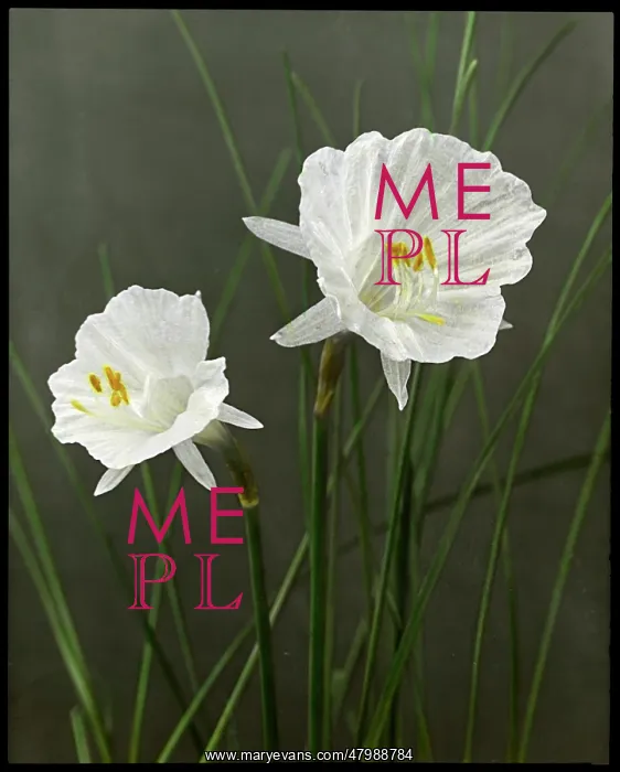 : Narcissus Cantabricus Monophyllus : Narcissus Cantabricus Monophyllus