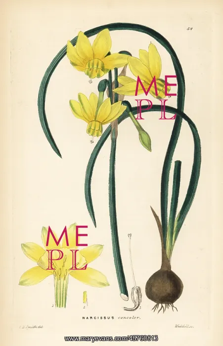 : Narcissus cernuus daffodil : Narcissus cernuus daffodil