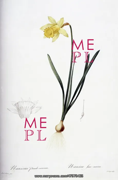 : Narcissus, daffodil : Narcissus, daffodil