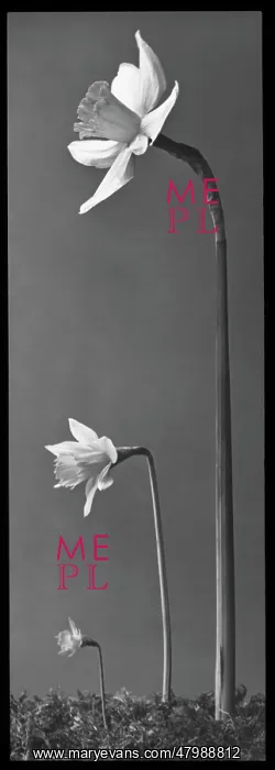 : Narcissus (Daffodil) : Narcissus (Daffodil)