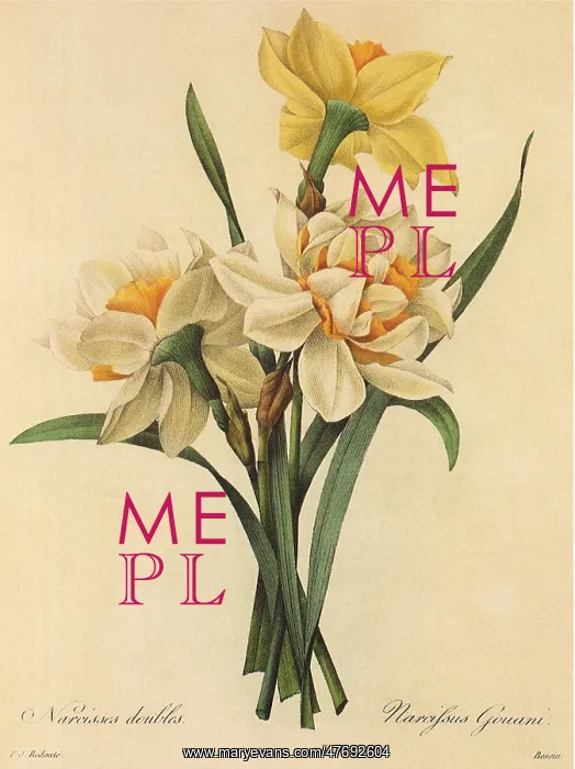  : Narcissus doubles