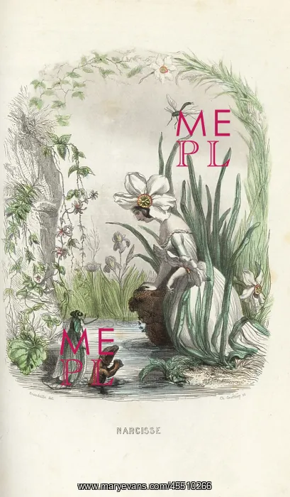 : Narcissus flower fairy staring at his reflection : Narcissus flower fairy staring at his reflection