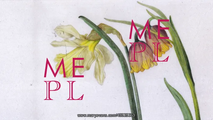 : Narcissus and Fritillary : Narcissus and Fritillary