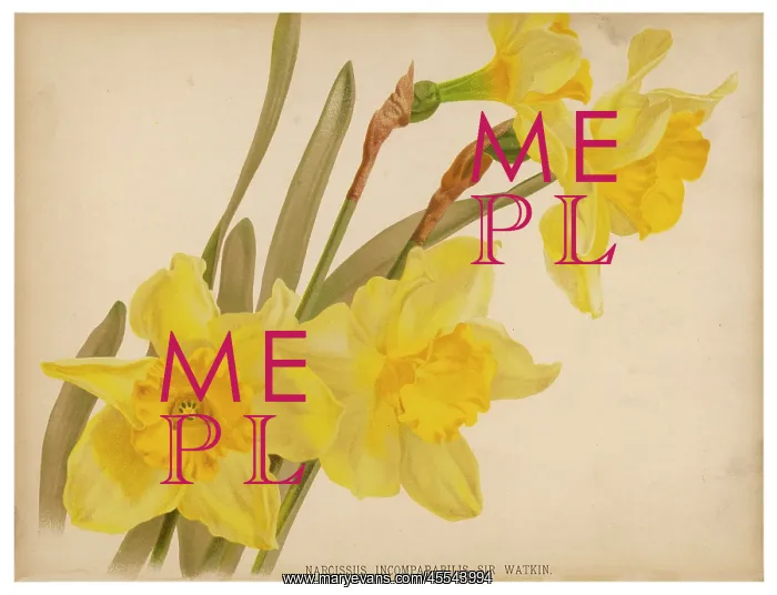 : Narcissus Incomparabilis : Narcissus Incomparabilis