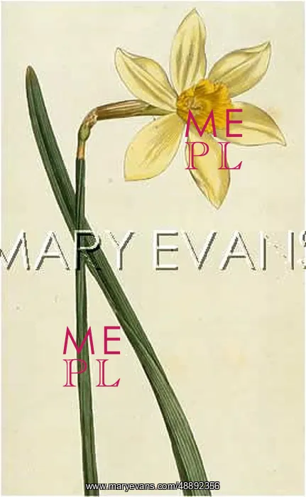 : NARCISSUS INCOMPARABILIS : NARCISSUS INCOMPARABILIS