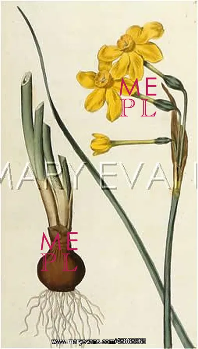 : Narcissus Jonquilla or Common Jonquil Narcissus : Narcissus Jonquilla or Common Jonquil Narcissus