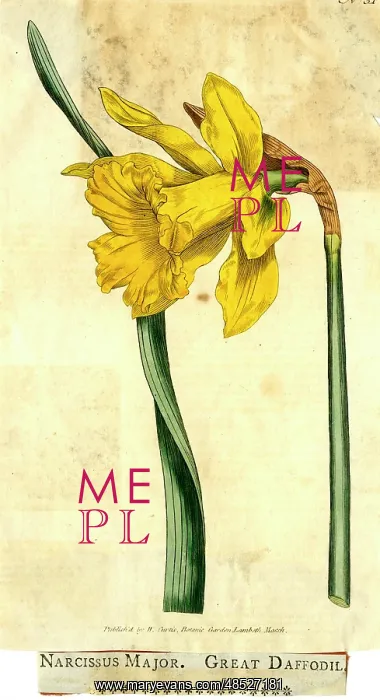  : Narcissus Major, Great Daffodil