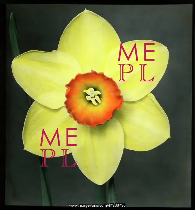 : Narcissus Marksman - Daffodil : Narcissus Marksman - Daffodil