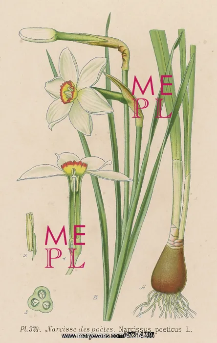  : Narcissus Poeticus