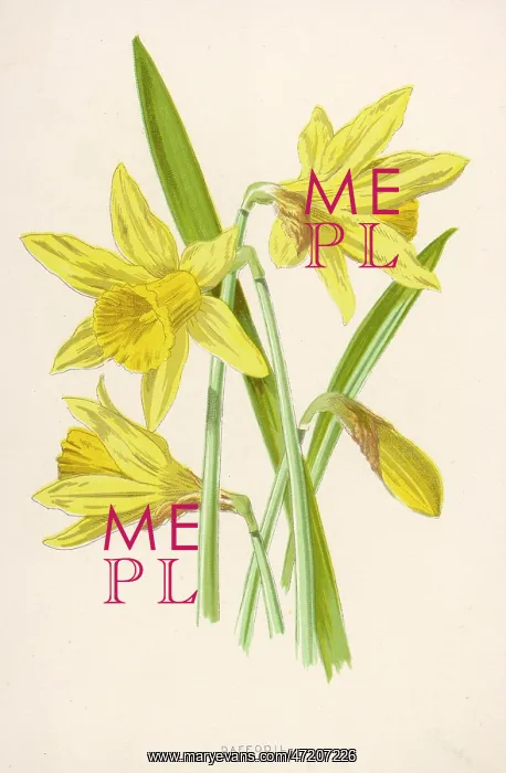 : NARCISSUS PSEUDO-NARCIS : NARCISSUS PSEUDO-NARCIS