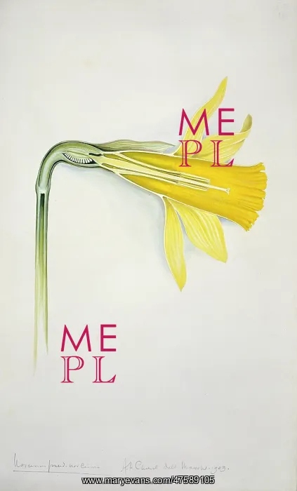 : Narcissus pseudonarcissus, daffodil : Narcissus pseudonarcissus, daffodil