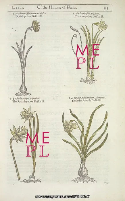 : Narcissus sp. daffodil : Narcissus sp. daffodil