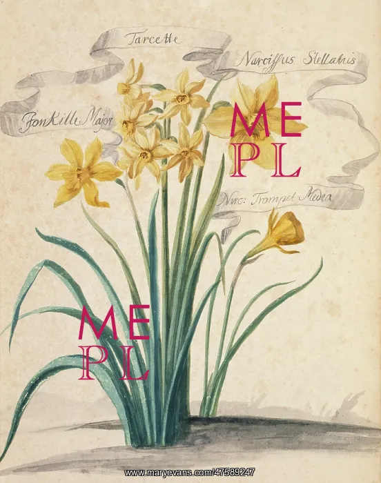 : Narcissus sp. daffodil : Narcissus sp. daffodil