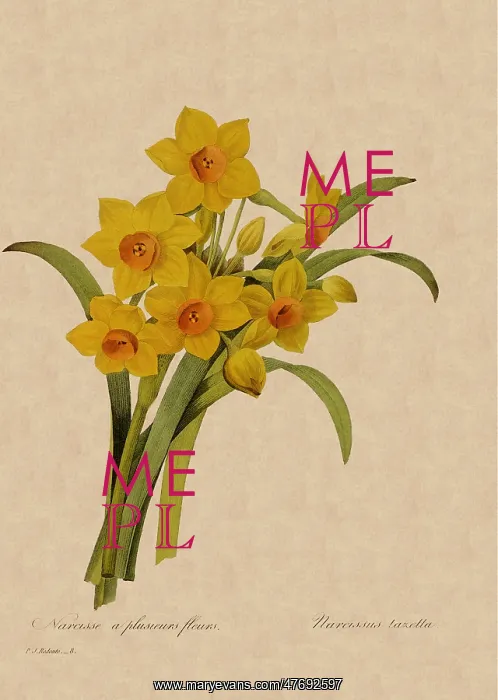 : Narcissus tazetta : Narcissus tazetta