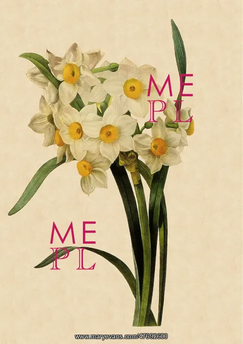 : Narcissus tazetta : Narcissus tazetta