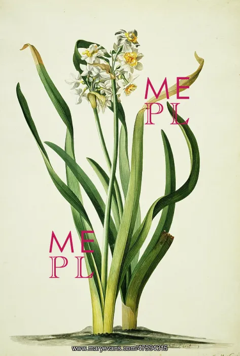 : Narcissus tazetta, daffodil : Narcissus tazetta, daffodil