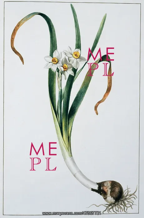 : Narcissus tazetta, tazetta : Narcissus tazetta, tazetta
