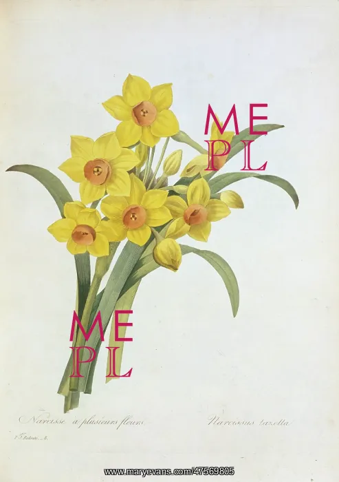 : Narcissus tazetta, tazetta daffodil : Narcissus tazetta, tazetta daffodil