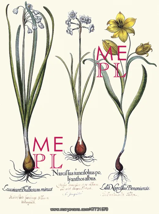 : Narcissus, Tulip, and Leucoium : Narcissus, Tulip, and Leucoium