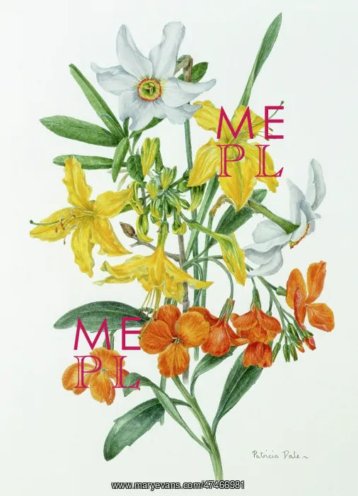 : Narcissus, wall flower and Rhododendrum : Narcissus, wall flower and Rhododendrum