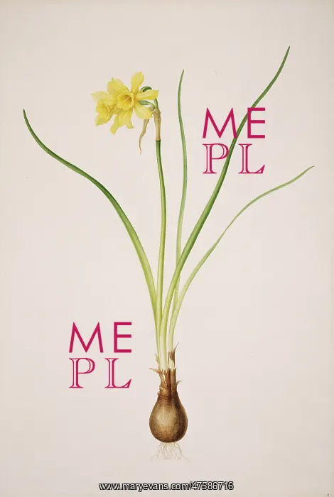 : Narcissus x odorus, daffodil : Narcissus x odorus, daffodil