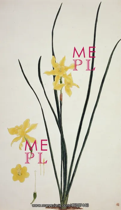 : Narcissus x odorus, daffodil : Narcissus x odorus, daffodil