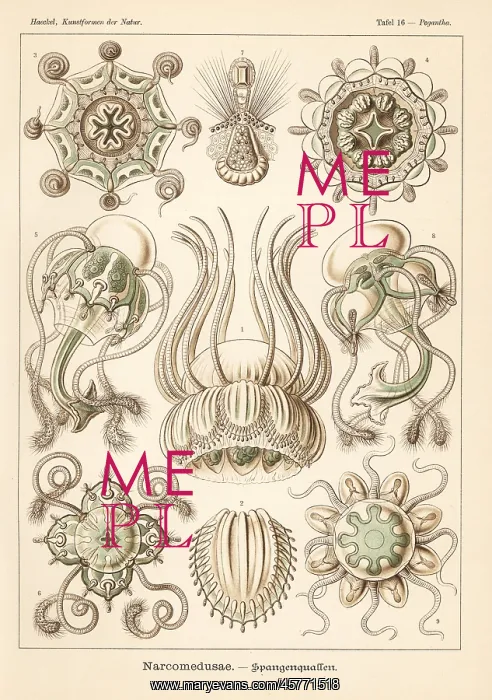 : Narcomedusae jellyfish : Narcomedusae jellyfish