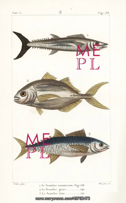 : Narrow-barred Spanish mackerel, torpedo scad : Narrow-barred Spanish mackerel, torpedo scad