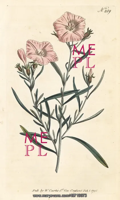 : Narrow-leaved convolvulus, Convolvulus linearis : Narrow-leaved convolvulus, Convolvulus linearis