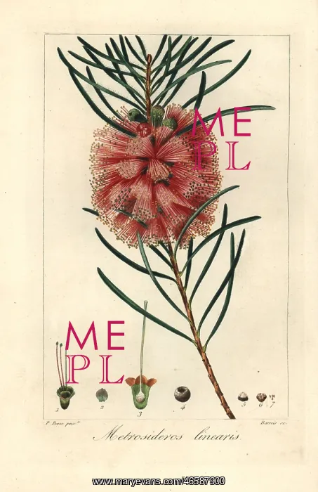: Narrowleaf bottle brush, Callistemon linearis : Narrowleaf bottle brush, Callistemon linearis