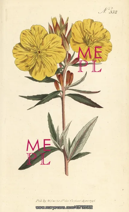 : Narrowleaf evening primrose, Oenothera fruticosa : Narrowleaf evening primrose, Oenothera fruticosa