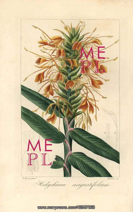 : Narrowleaf ginger, Hedychium angustifolium : Narrowleaf ginger, Hedychium angustifolium