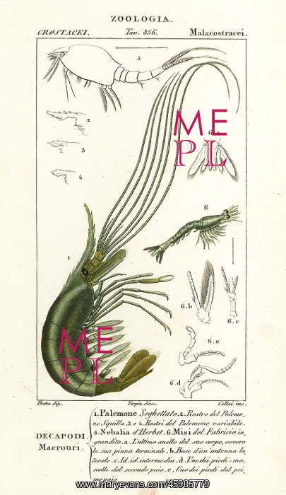 : Narwal shrimp, leptostracan and mysid shrimp : Narwal shrimp, leptostracan and mysid shrimp