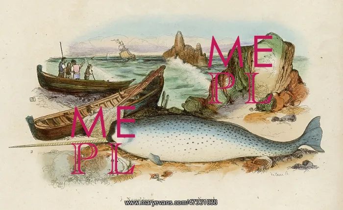 : Narwhal. A stranded (or captured) narwhal on the shore : Narwhal. A stranded (or captured) narwhal on the shore