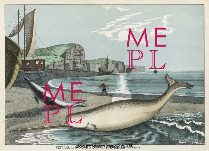 : NARWHAL. A narwhal (monodon) on the shore : behind it is a dolphin (delphinus) : NARWHAL. A narwhal (monodon) on the shore : behind it is a dolphin (delphinus)