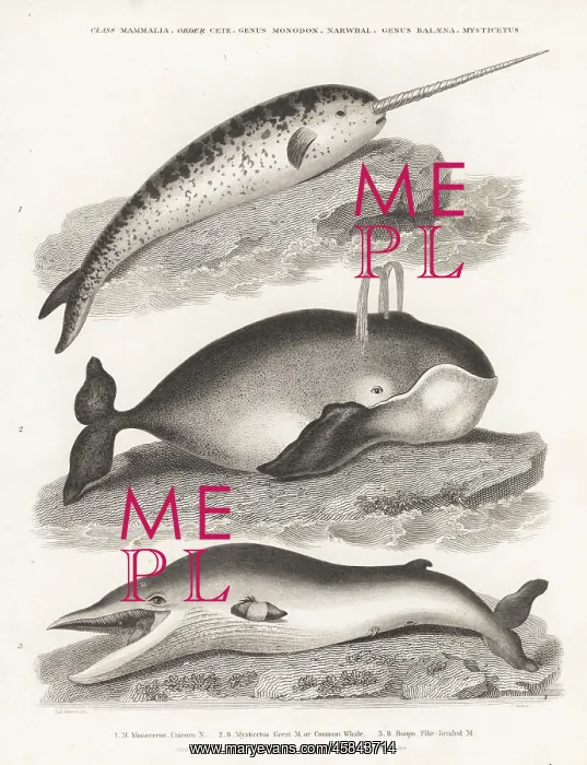 : Narwhal, bowhead and fin whales : Narwhal, bowhead and fin whales