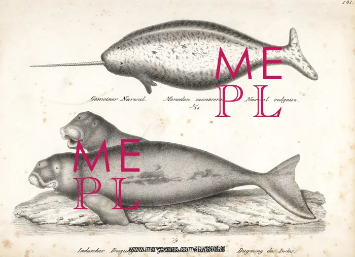 : Narwhal and dugong (vulnerable) : Narwhal and dugong (vulnerable)