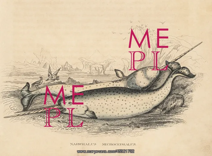 : Narwhal, Monodon monoceros : Narwhal, Monodon monoceros