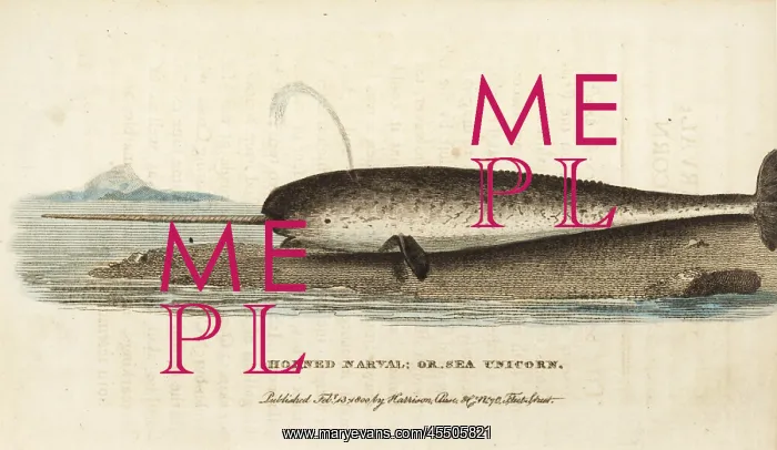 : Narwhal or narwhale, Monodon monoceros : Narwhal or narwhale, Monodon monoceros