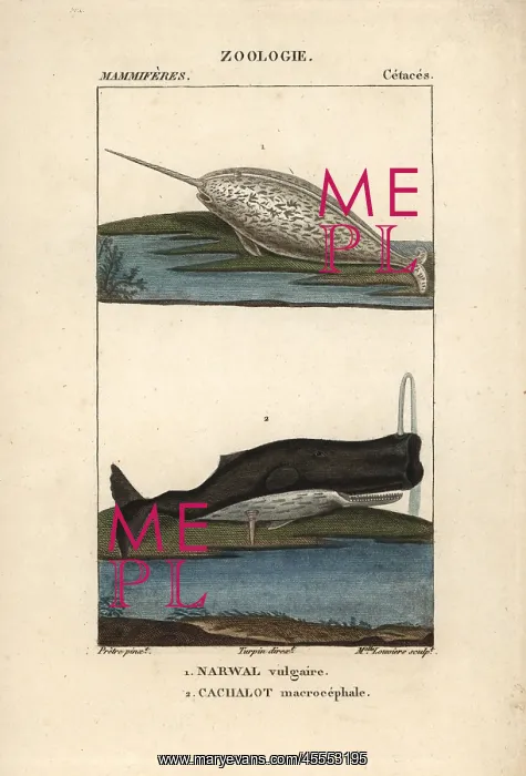 : Narwhal or narwhale, Monodon monoceros, and : Narwhal or narwhale, Monodon monoceros, and