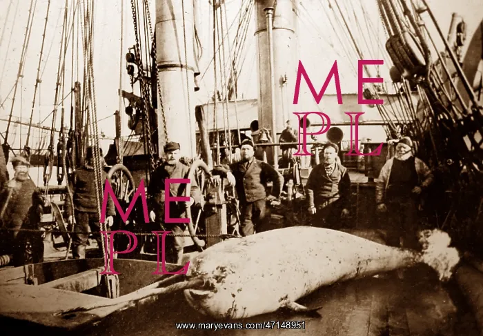  : Narwhal on whaling ship in the Arctic