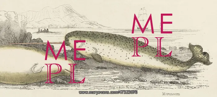 : NARWHALS ON THE SHORE : NARWHALS ON THE SHORE